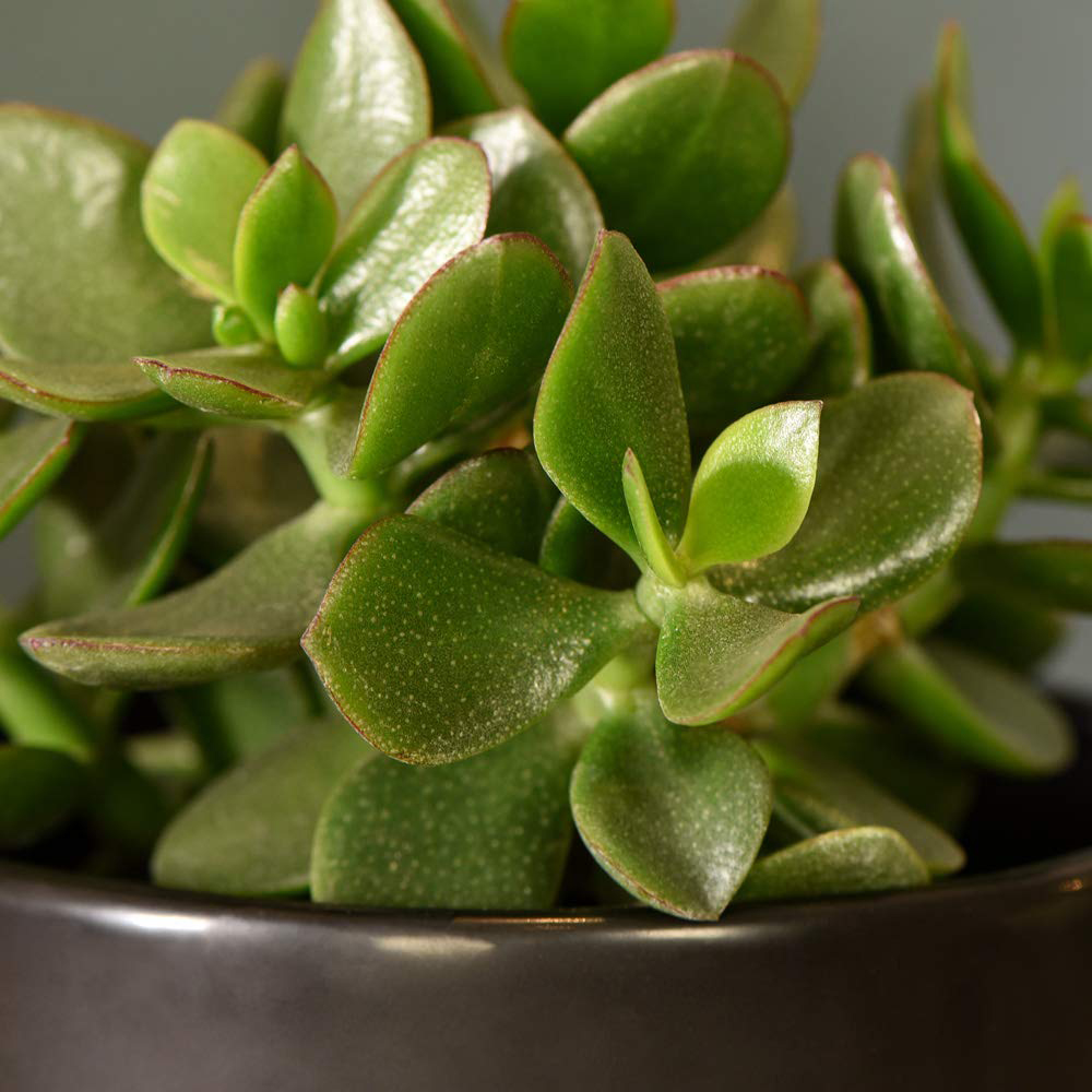 Thompson & Morgan Crassula Hulk Potted Plant Image 4