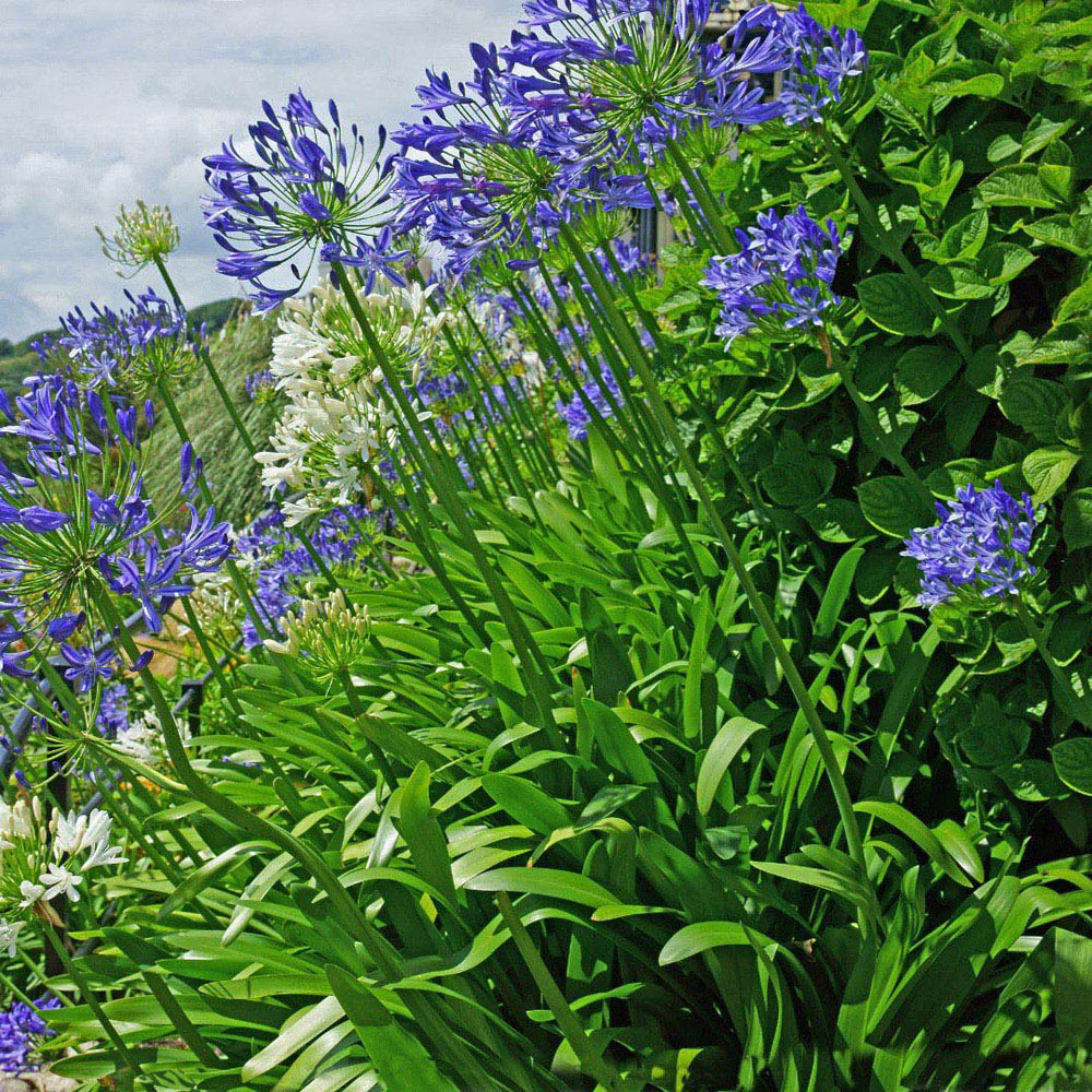 Thompson and Morgan Agapanthus Queen Of The Ocean Plant Pot 3L 2 Pack Image 2