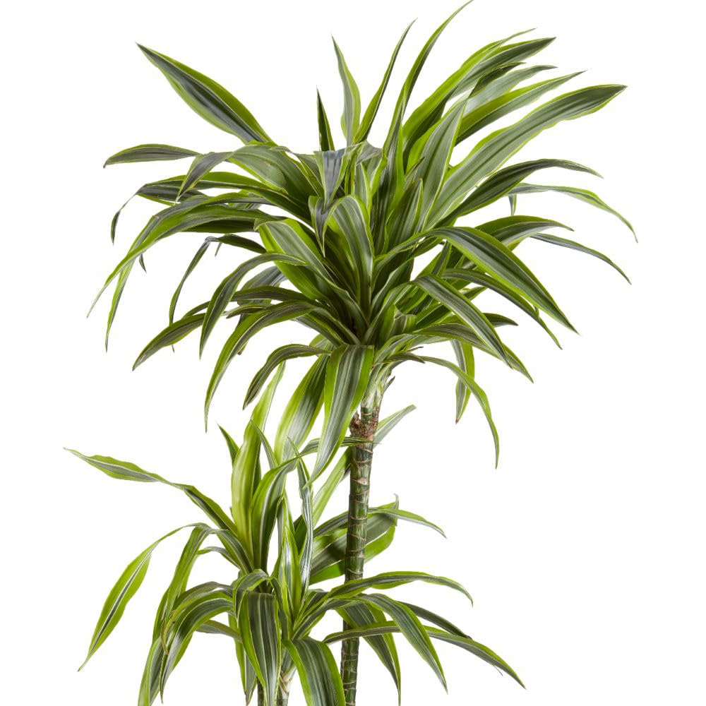 Thompson and Morgan Dracaena Dragon Tree Fragrans Lemon Lime Plant Pot 12cm 2 Pack Image 3