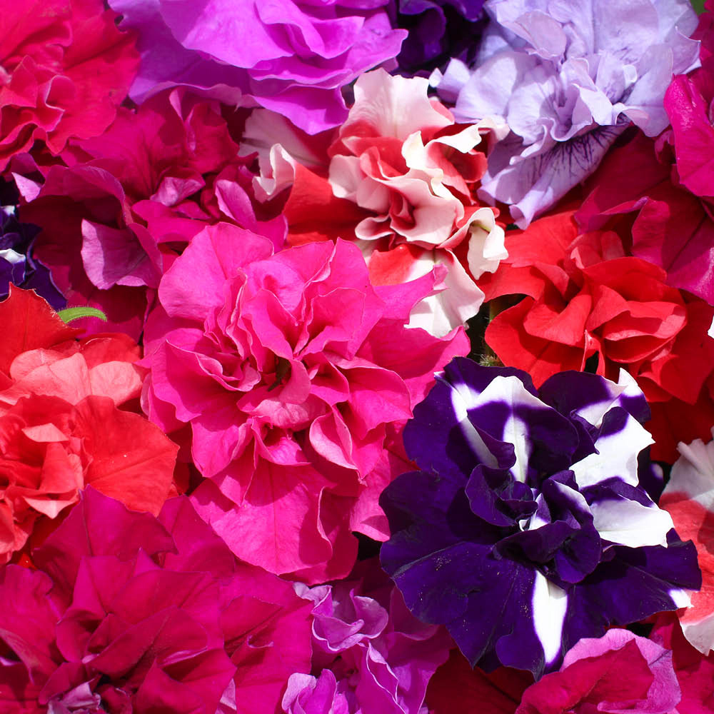 YouGarden Bright Bedding Pro Plug 120 Pack Image 4