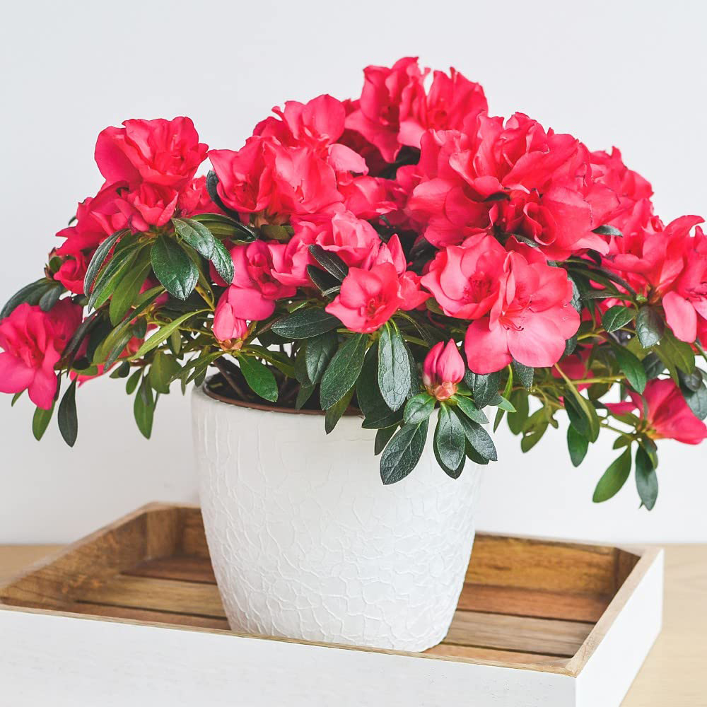Thompson & Morgan Red Azalea Dwarf Plant Pot 9cm Image 2