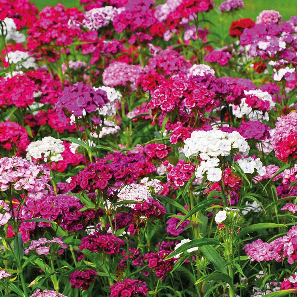 Thompson and Morgan Sweet William Dianthus Sweet Plant Plugs 6 Pack Image 1