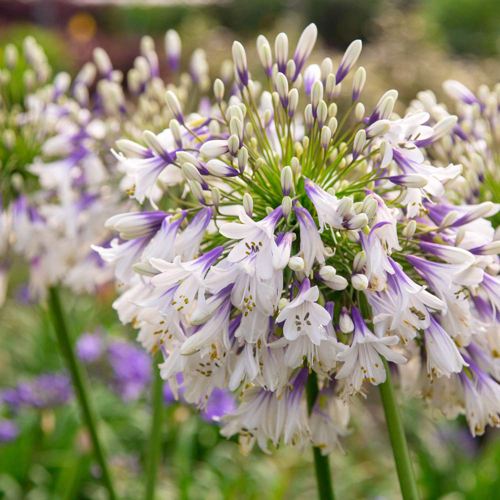 Thompson and Morgan Agapanthus Fireworks Plant Pot 9cm Image 1