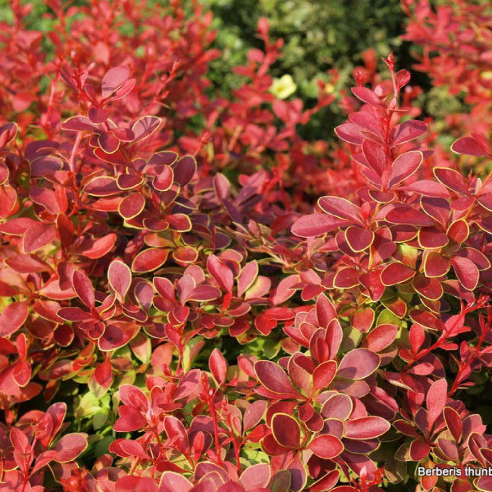 Thompson & Morgan Berberis Thunbergii Coral Pot 10L Image 1