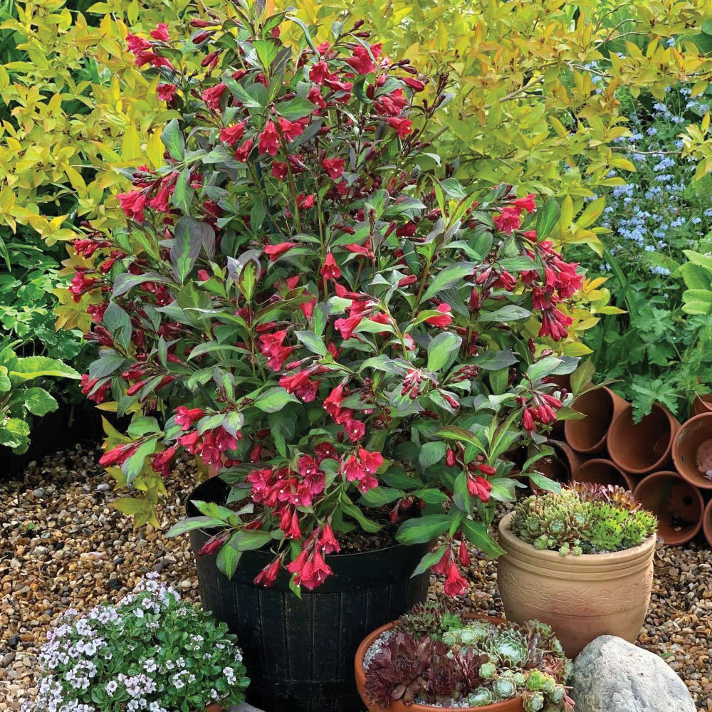 Thompson and Morgan Weigela Camouflage Plant Pot 9cm 3 Pack Image 1