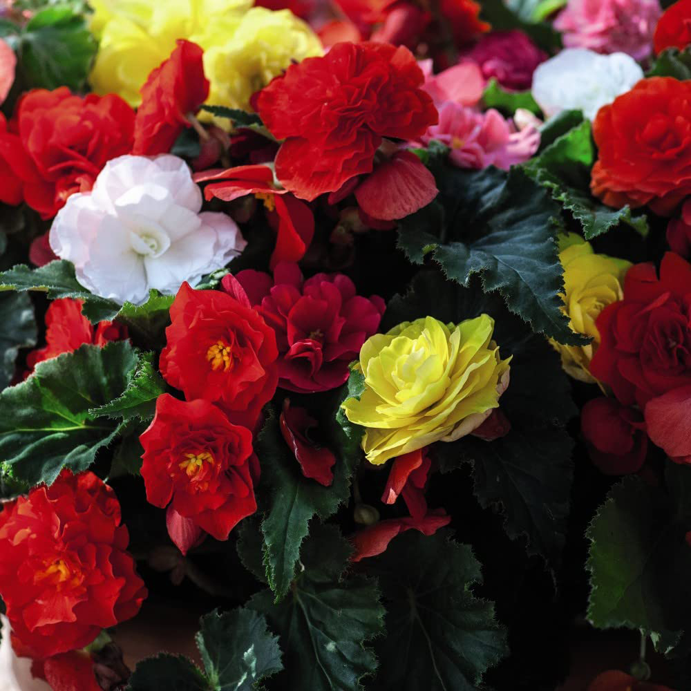 Thompson and Morgan Begonia Nonstop Mixed Plug 72 Pack Image 1