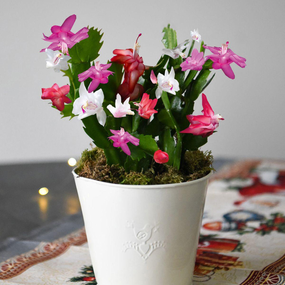 Thompson and Morgan Christmas Gift Cactus Multicoloured Plant Pot 13cm Image 5