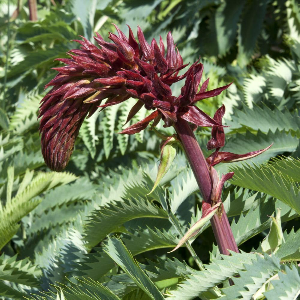 Thompson and Morgan Melianthus Major Plant Pot 7L Image 2
