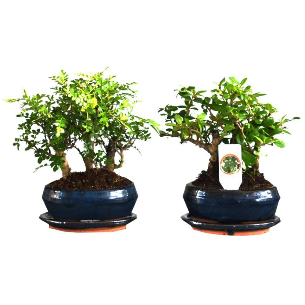Thompson and Morgan Bonsai Forest Mix in Oval Ceramic Potted Plant 2 Pack Image 2