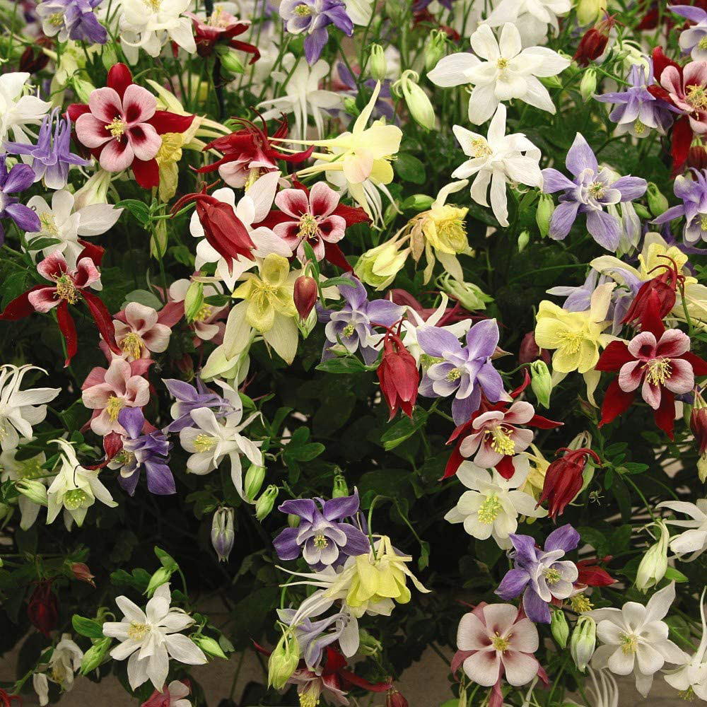Thompson & Morgan Aquilegia Mckana Hybrids Bare Roots 6 Pack Image 1