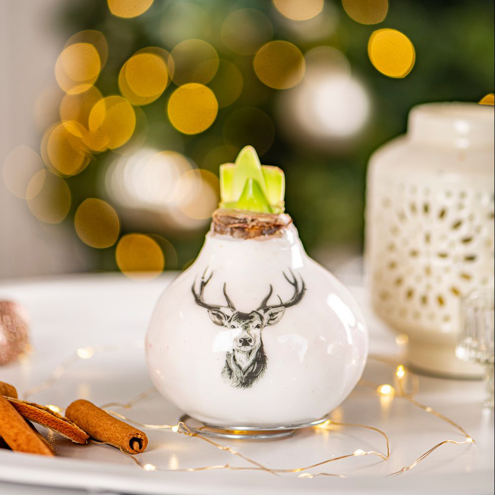 Thompson and Morgan Christmas Gift Porcelain Stag Amaryllis in Touch of Wax Image 4