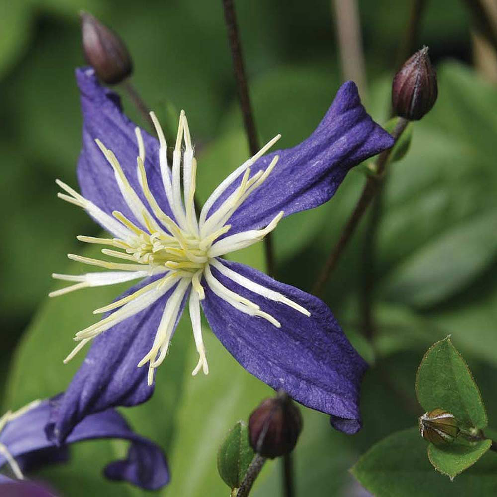 Thompson and Morgan Clematis Aromatica Plant Pot 7cm 2 Pack Image