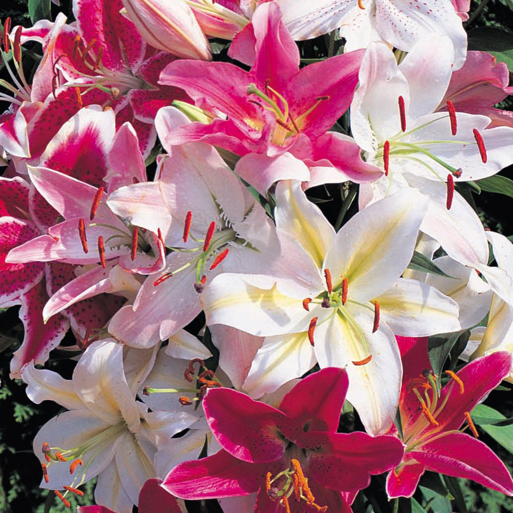 Thompson and Morgan Lily Giant Oriental Collection Bulbs 48 Pack Image 2