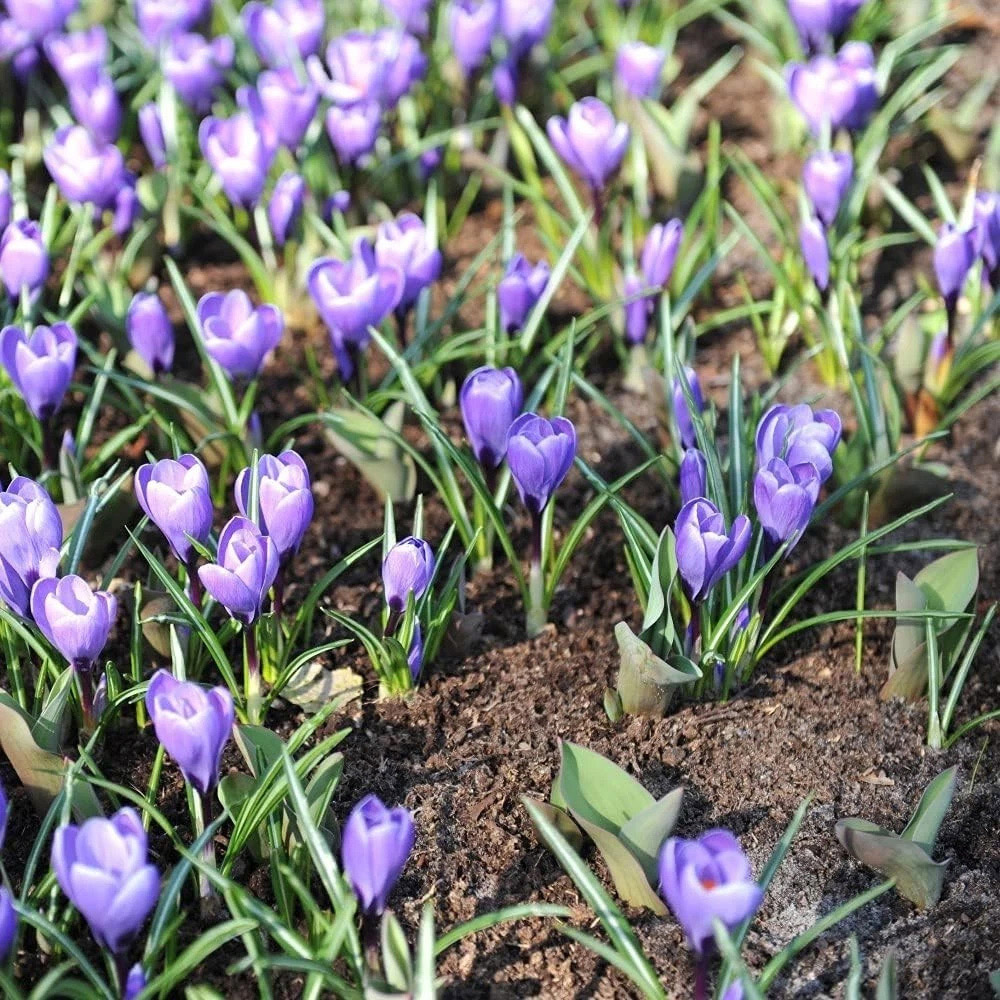 Thompson and Morgan Crocus Grand Maitre Planting Bulb 8 Pack Image 2