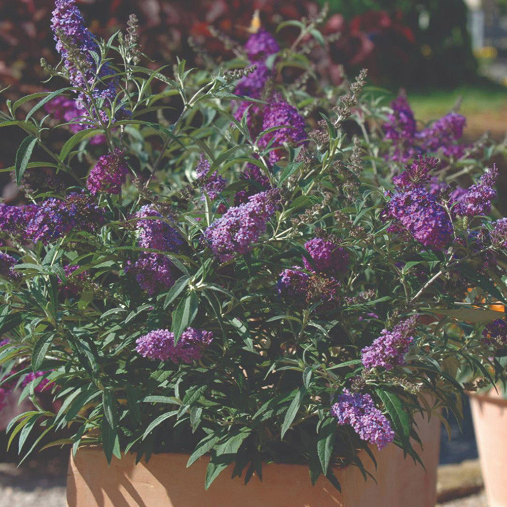 Thompson and Morgan Buddleja Buzz Lavender Plant Pot 1L 2 Pack Image 3