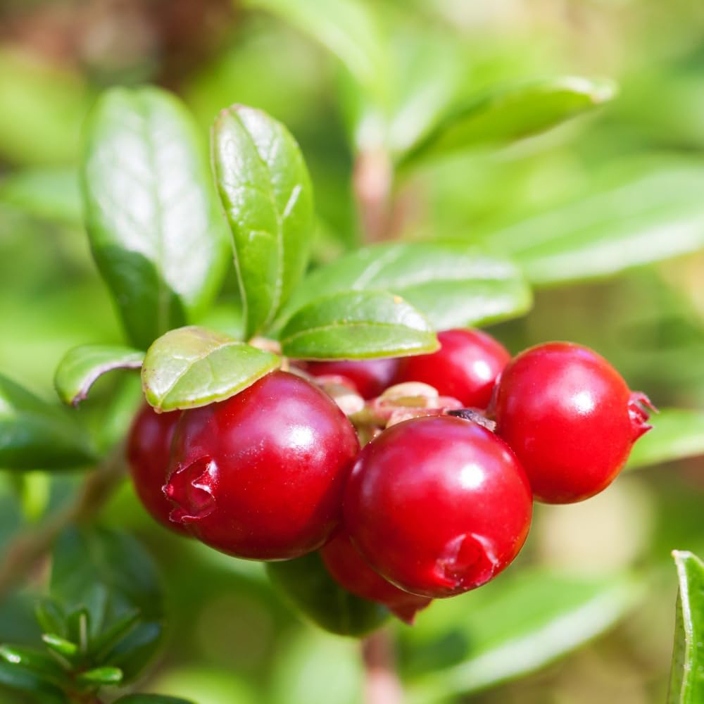 Thompson and Morgan Cranberry Vaccinium Macro Pilgrim Potted Plant 9cm 2 Pack Image 1