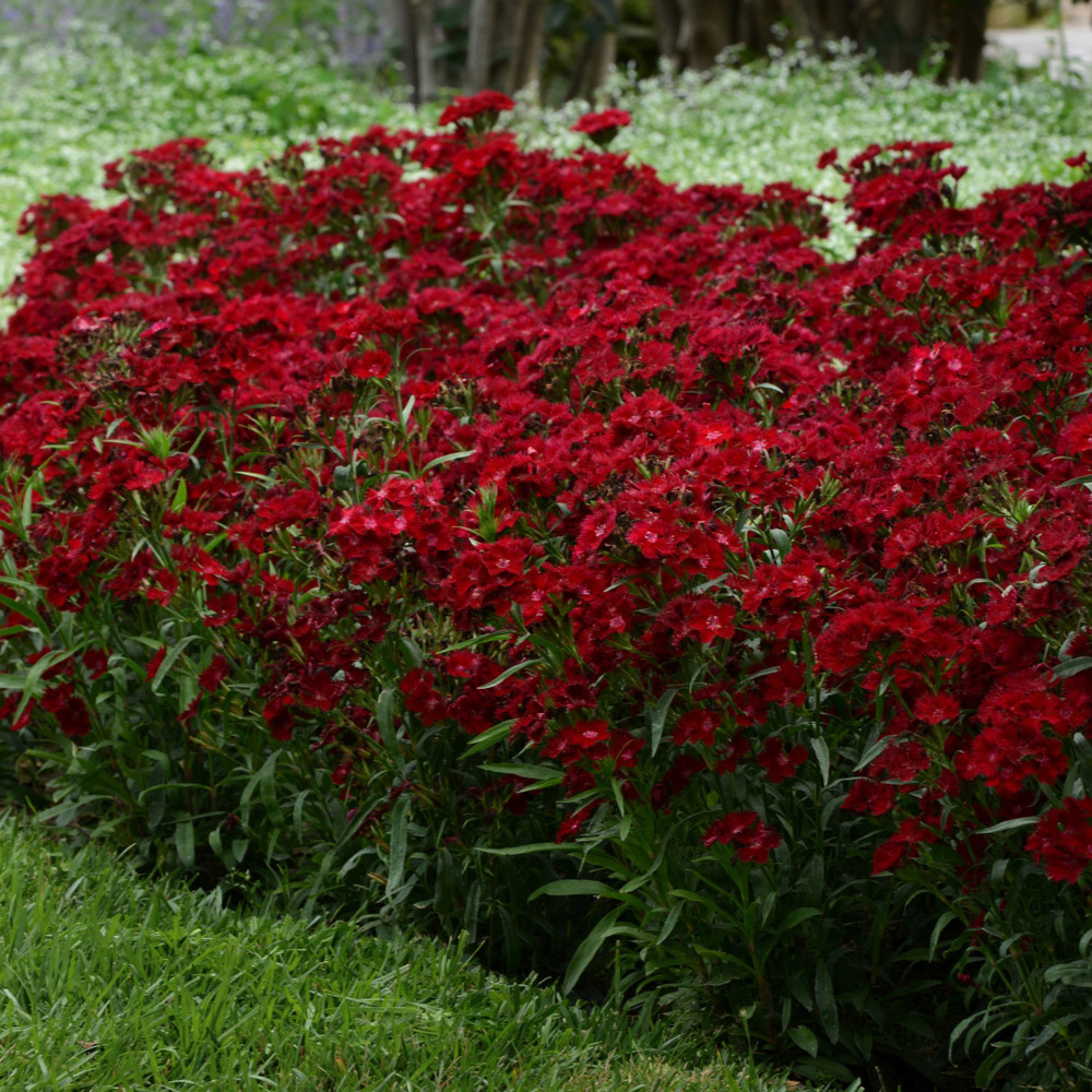Thompson and Morgan Dianthus Pinks Rocking Red Plant Plug 72 Pack Image 4