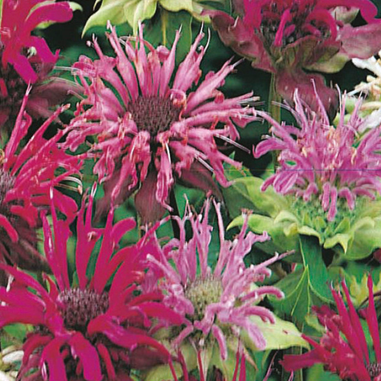 Johnsons Bergamot Panorama Mixed Flower Seeds Image 1