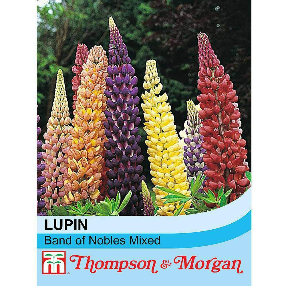 Thompson & Morgan Lupin Band Of Nobles Mixed Seeds Image 2