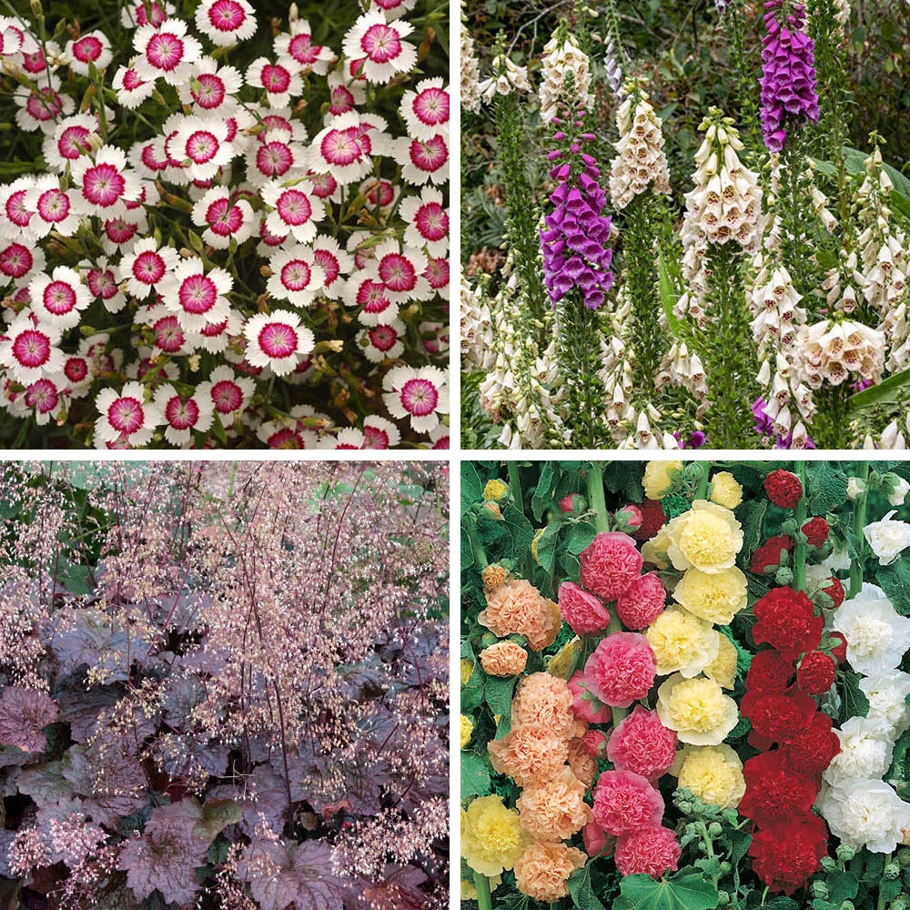 YouGarden Lavender and Perennial Collection Mixed Plant Plug 24 Pack Image 3
