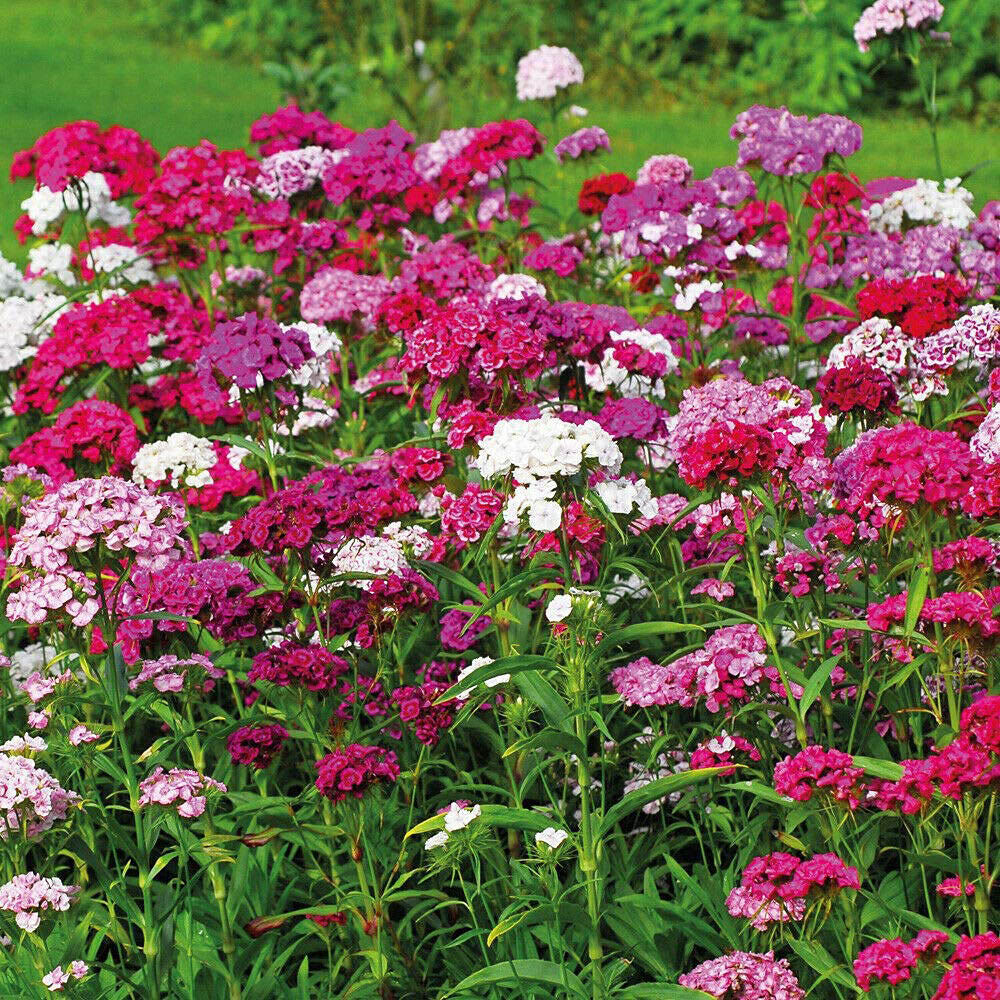 Thompson and Morgan Sweet William Dianthus Sweet Plant Plugs 6 Pack Image 3