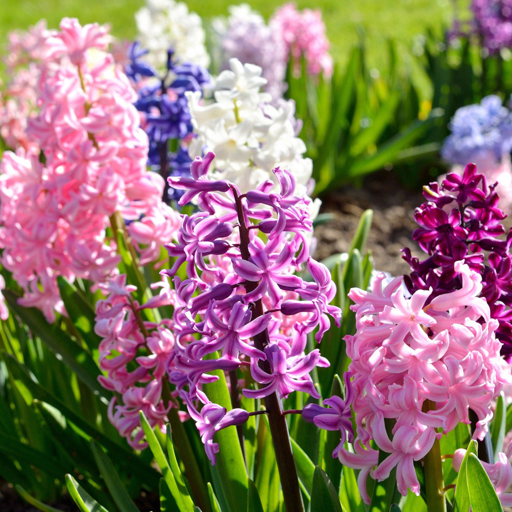 wilko Mixed Garden Hyacinths Planting Bulb 12 Pack Image 1