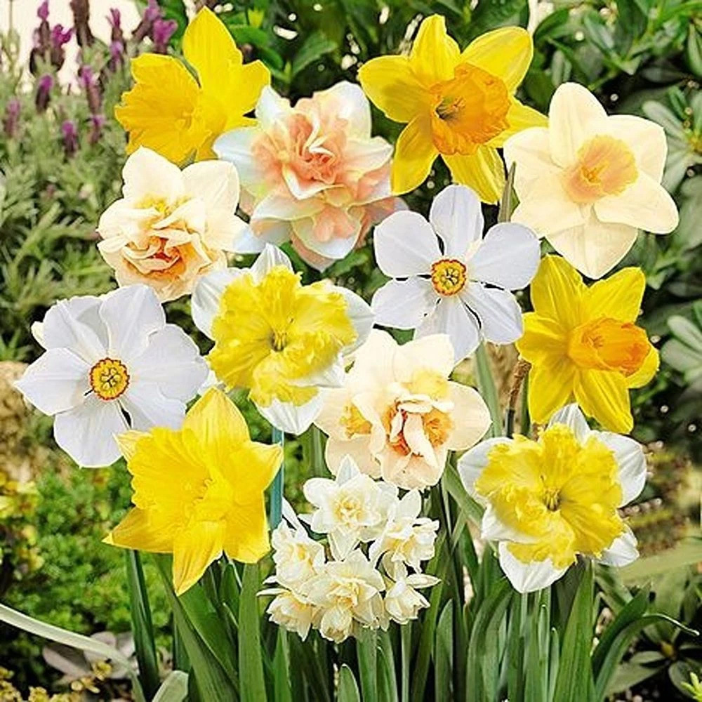 Thompson and Morgan Nurserymans Choice Daffodil White and Yellow Planting Bulb 48 Pack Image 1