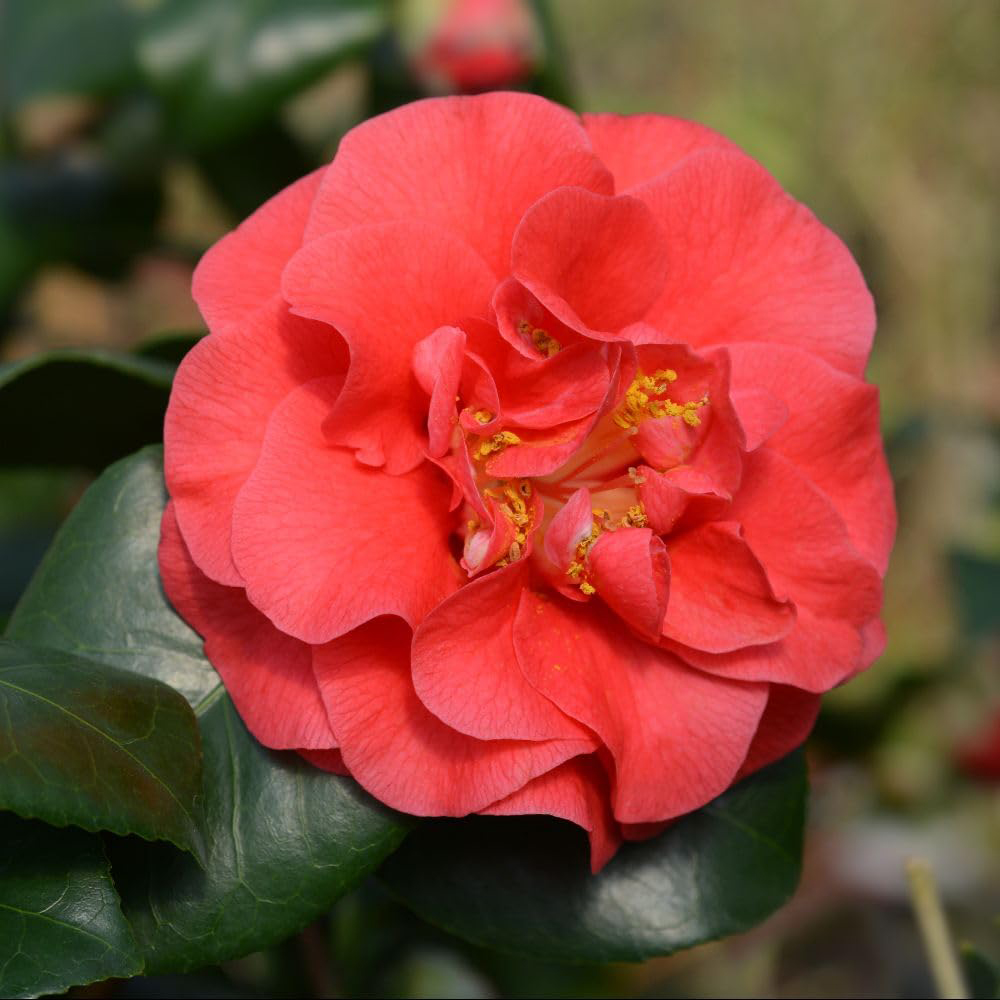 Thompson and Morgan Camellia Japonica Lady Campbell Plant in Pot 3L Image 1