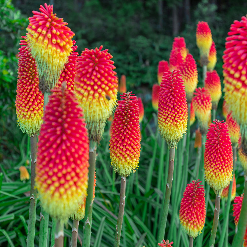 YouGarden Kniphofia Flamenco or Red Hot Poker Flamenco Plant Pot 3 Pack Image 1
