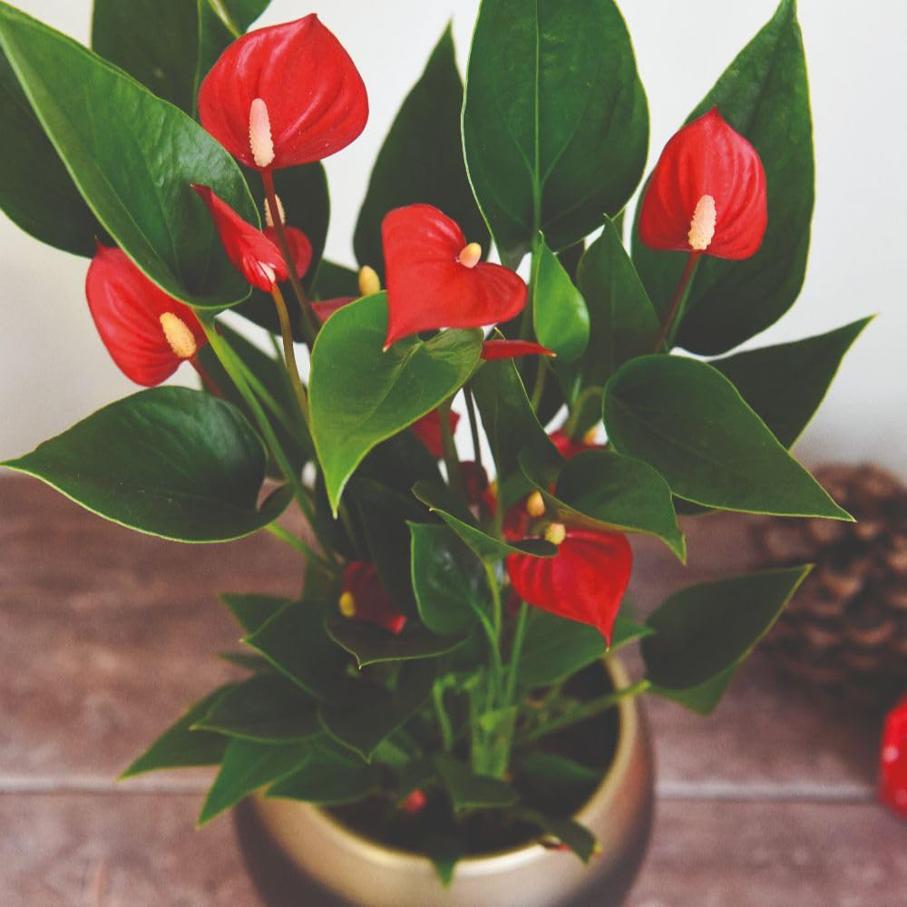 Thompson and Morgan Anthurium Million Flower in Ceramic Plant Pot 18cm 2 Pack Image 1