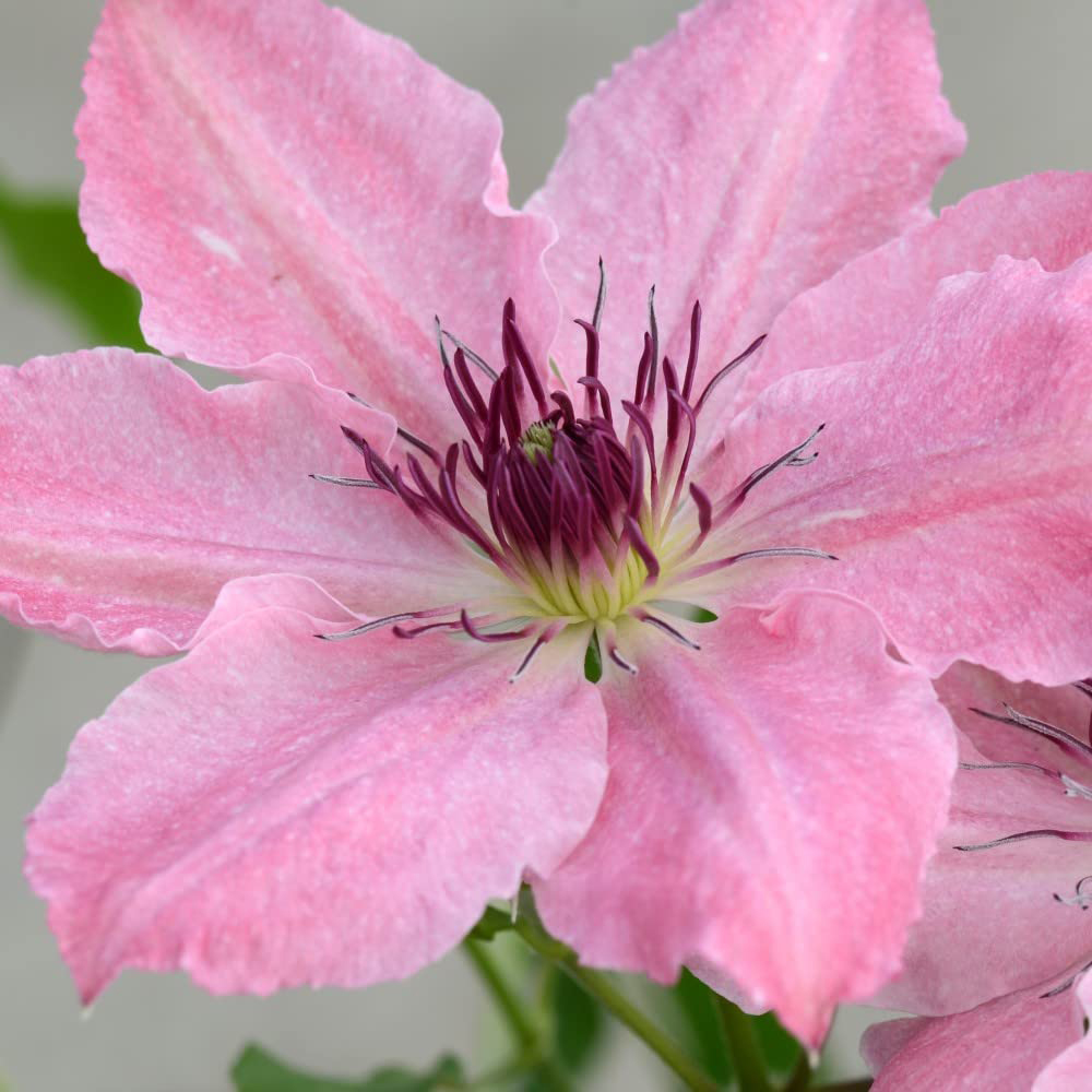 Thompson and Morgan Clematis Sarah Elizabeth Plant Pot 3L Image 4