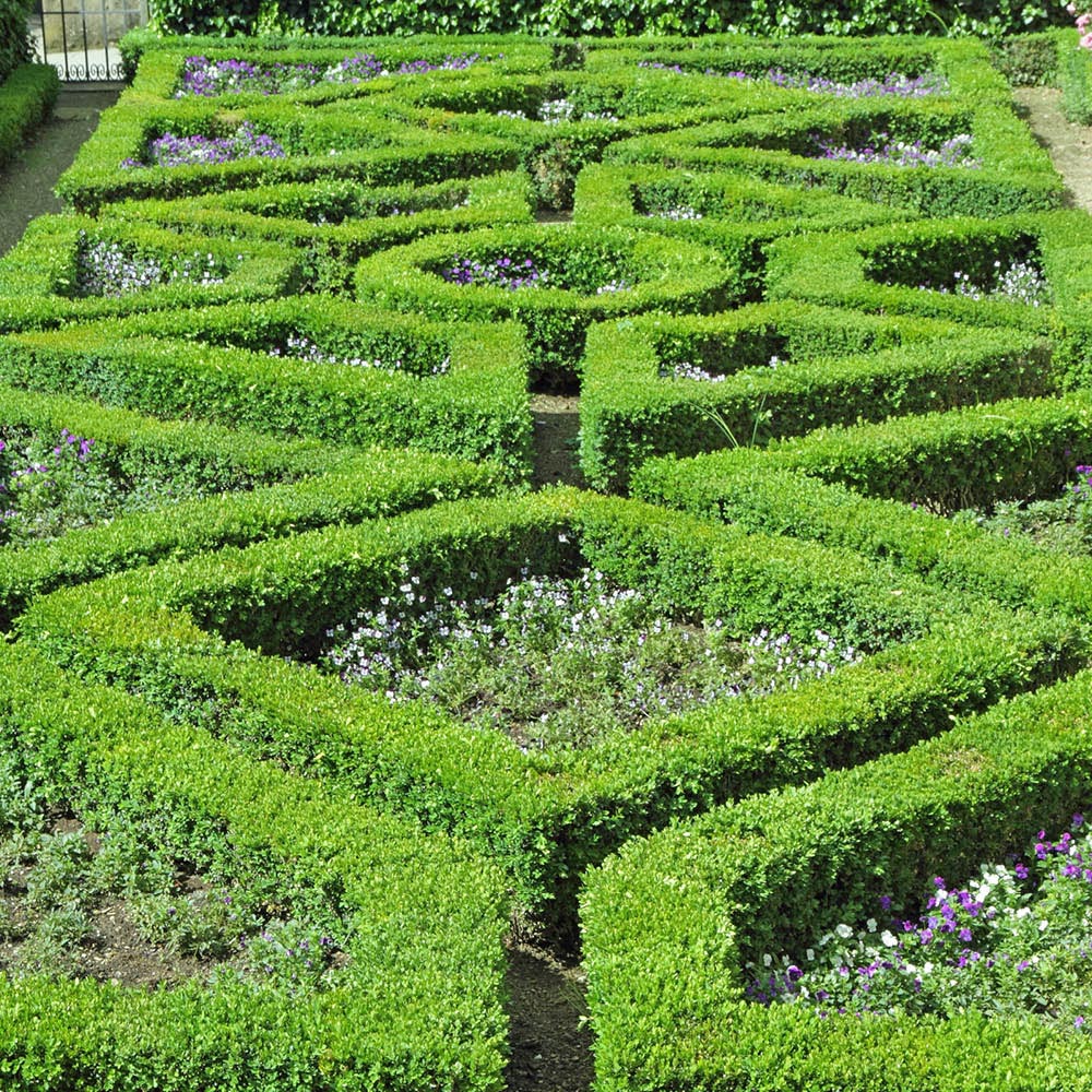 YouGarden Common Box Hedging Buxus Sempervirens 20cm 12 Pack Image 2