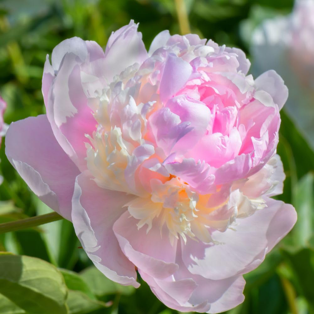 Thompson and Morgan Peony Sorbet Bare Root 4 Pack Image 1