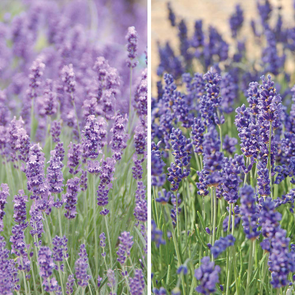 Thompson and Morgan Lavender Hidcote and Munstead Plugs 24 Pack Image 1