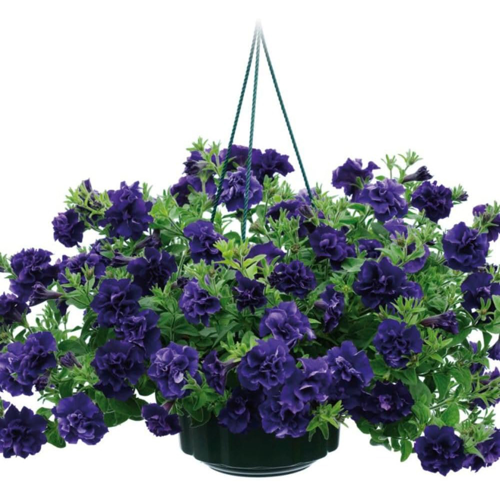 Thompson and Morgan Petunia Tumbelina Frills and Spills Belinda Postiplugs 5 Pack Image 2