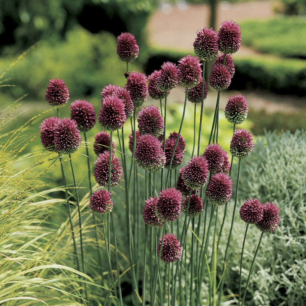 wilko Allium Drumsticks Magenta Planting Bulb 100 Pack Image 2