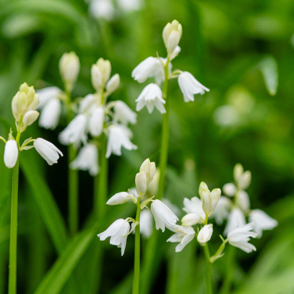 Thompson and Morgan Hyacinthoides Non-Scripta Alba Bulbs 20 Pack Image 3