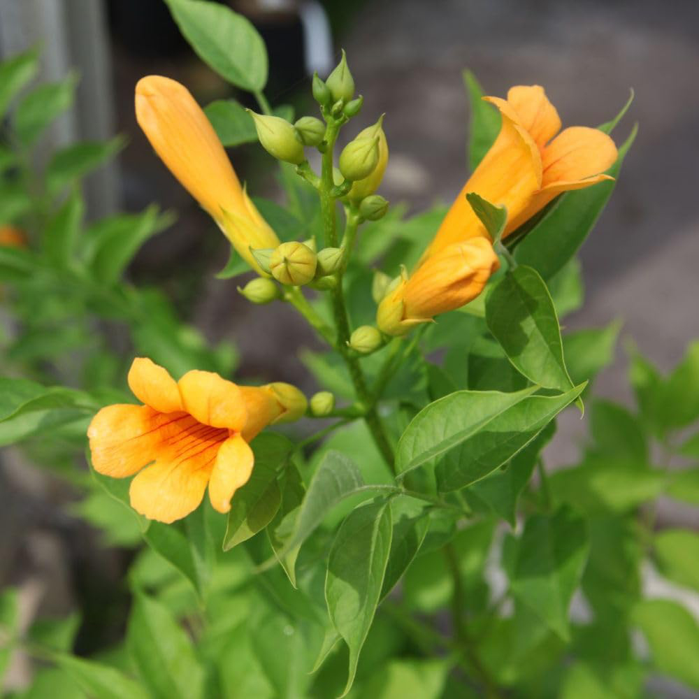 Thompson and Morgan Campsis tagliabuana Golden Trumpet Plant Pot 7L Image 1