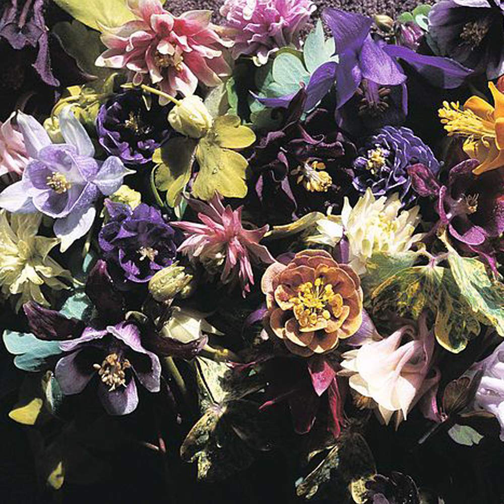 Thompson & Morgan Aquilegia x Hybrida Crown Jewels Mixed Seeds Image