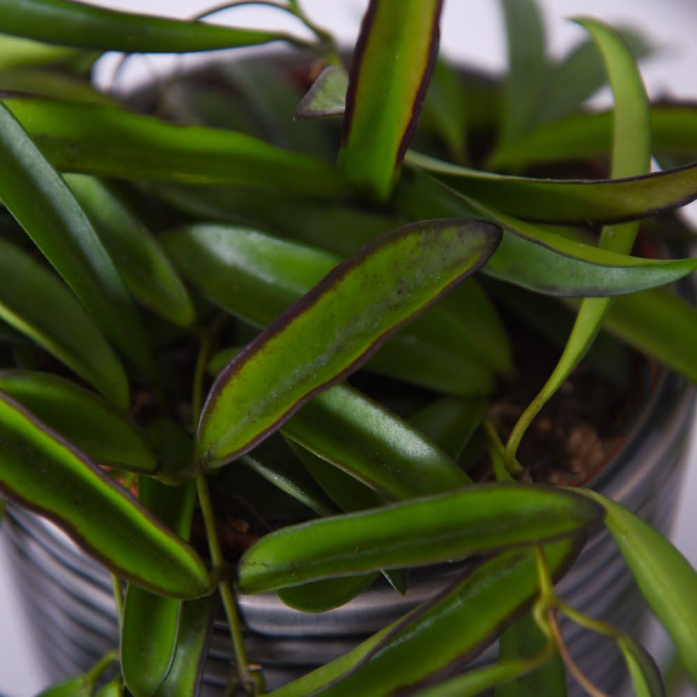 Thompson and Morgan Hoya Wayetii Plant Pot 12cm Image 2