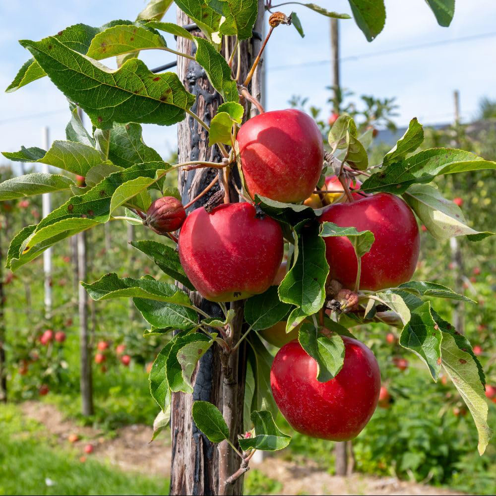 Thompson and Morgan Apple Malus Elstar Plant Pot 2L 2 Pack Image 3