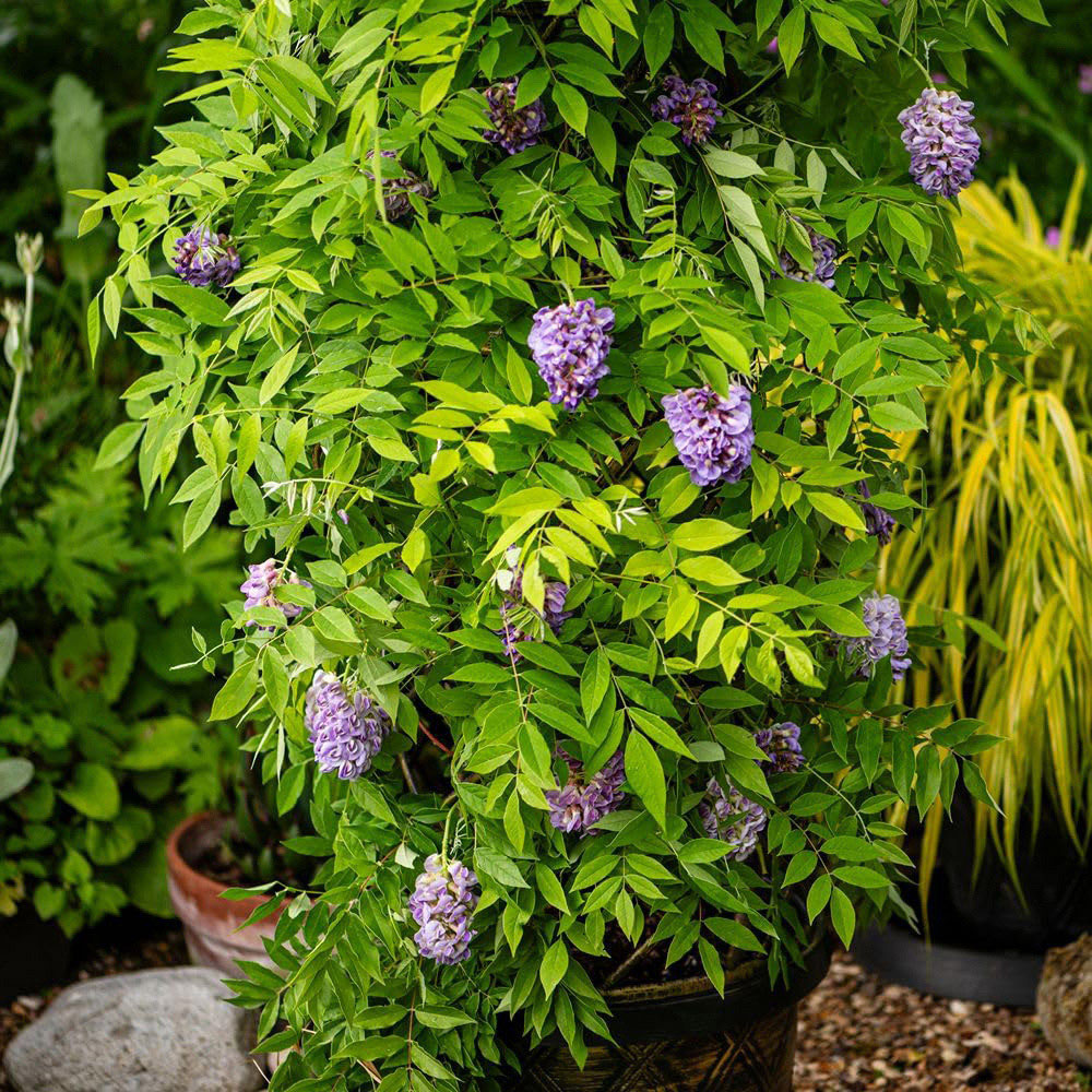 Thompson and Morgan Wisteria Amethyst Falls Plant Pot with Tower Pot 9cm Image 5