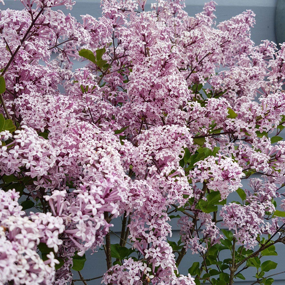 YouGarden Syringa Palibin Lilac Standard Tree Plant Pot 2 Pack Image 3
