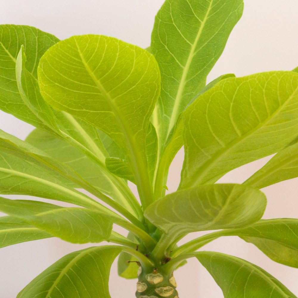 Thompson & Morgan Brighamia Insignis Hawaiian Palm Potted Plant Image 4