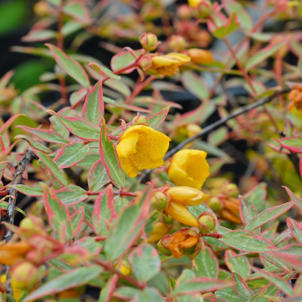 Thompson and Morgan Hypericum x Moserianum Tricolour Plant Pot 9cm 3 Pack Image 3