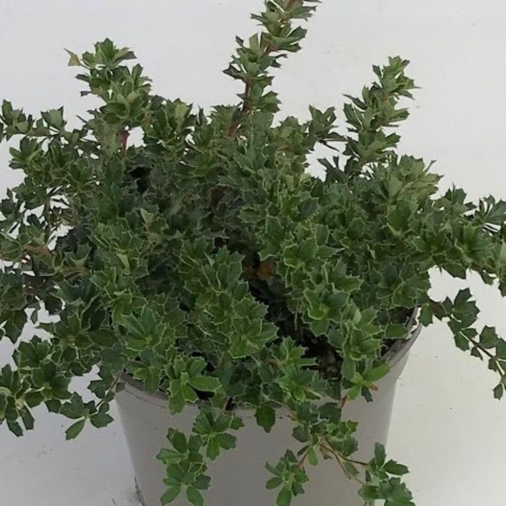 Thompson and Morgan Berberis Darwinii Compacta Plant Pot 2L Image