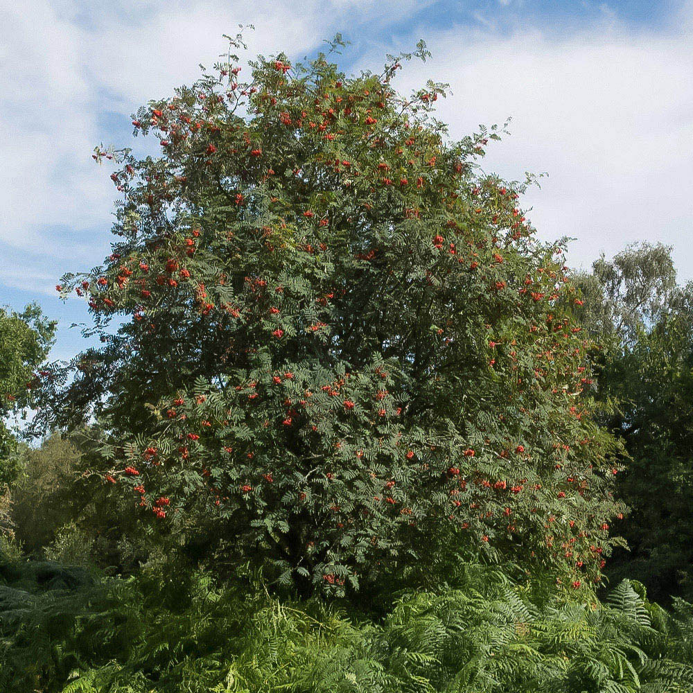 Thompson and Morgan Mountain Ash Rowan Sorbus Aucuparia Hedge Bare Root Tree Image 1