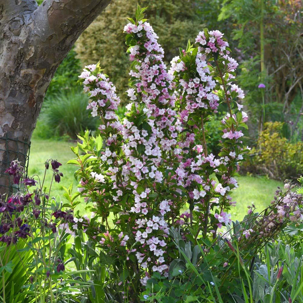 Thompson and Morgan Weigela Towers of Flowers Apple Blossom Plant Pot 9cm 6 Pack Image 3