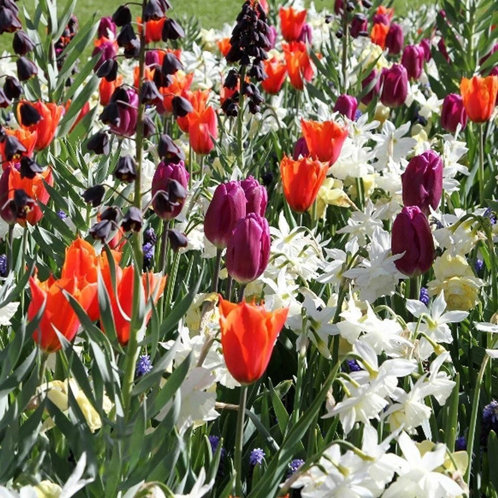Thompson and Morgan Nurserymans Choice Mixed Planting Bulb 32 Pack Image 7