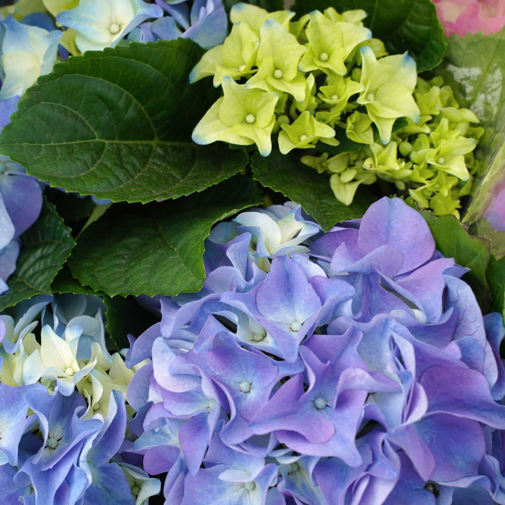 Thompson and Morgan Hydrangea Early Blue Plant Pot 10.5cm Image 2